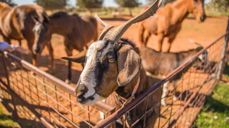 Get your goats. The rise of rangeland goats.