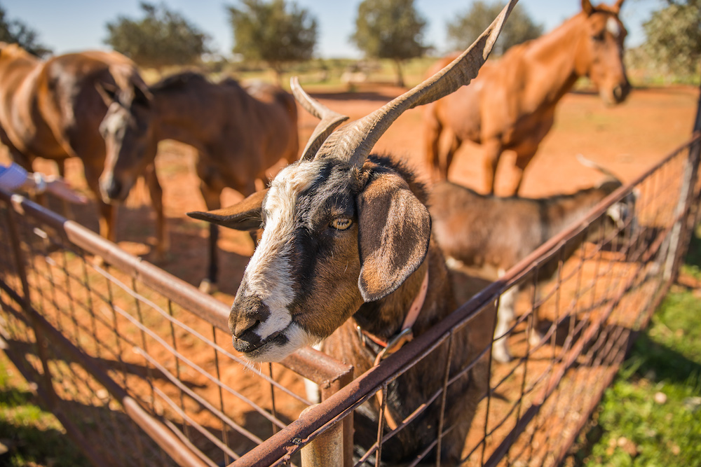 Get your goats. The rise of rangeland goats.