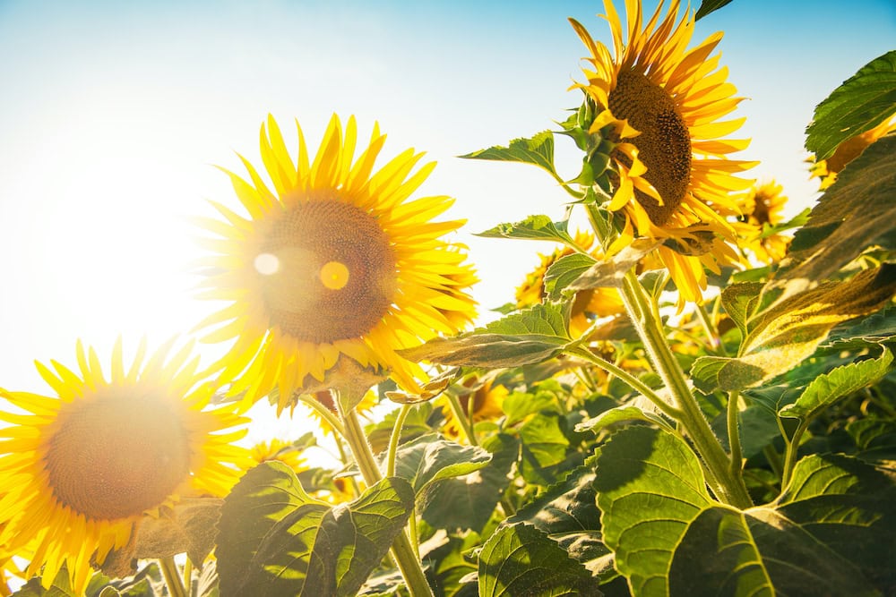 Sunny side up – NSW’s sunflower industry