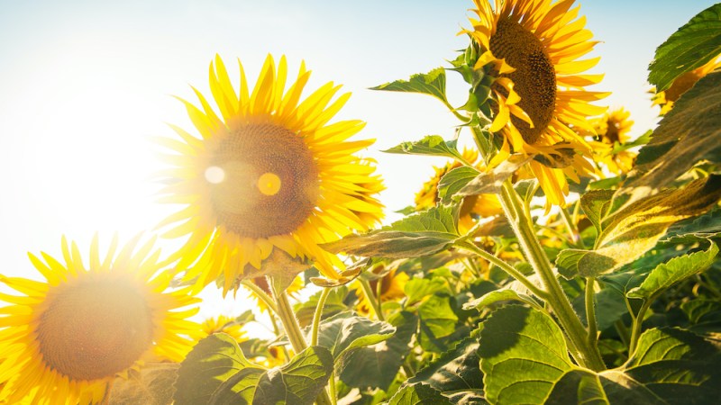 Sunny side up – NSW’s sunflower industry