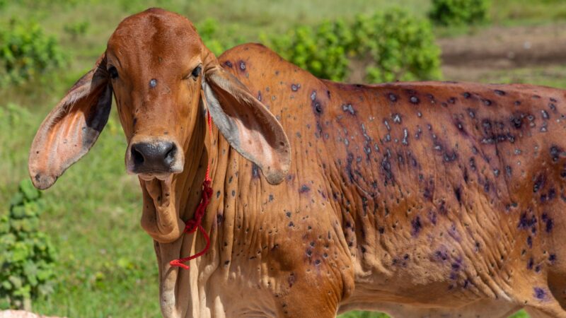 Crisis response to Lumpy Skin Disease