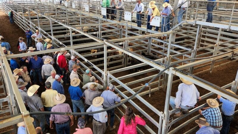 Saleyards – for support and information