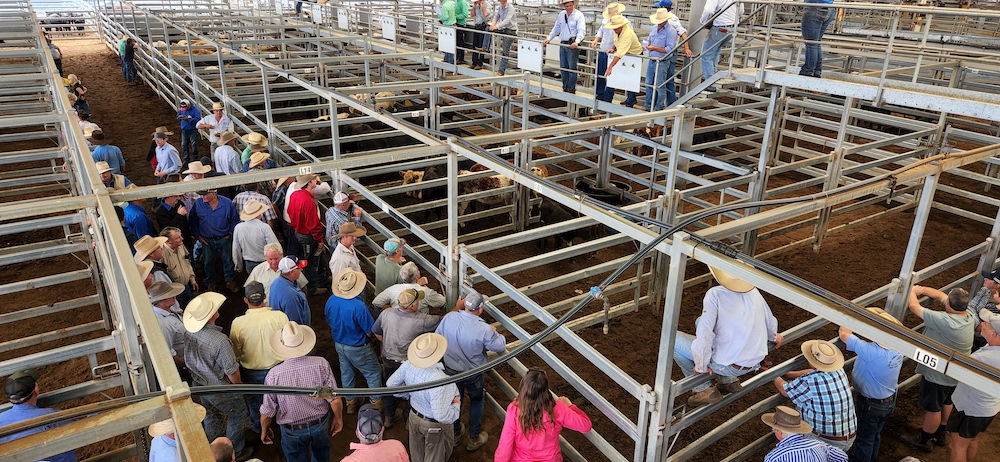 Saleyards – for support and information