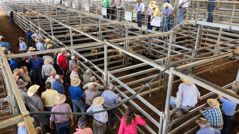 Saleyards – for support and information