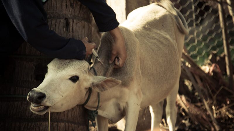 Foot-and-mouth disease fears