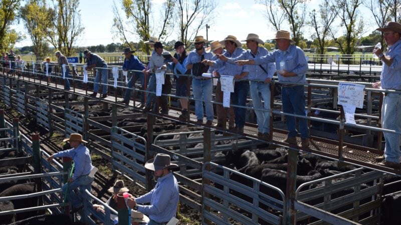 Glen Innes cattle sale for Northern Rivers farmers