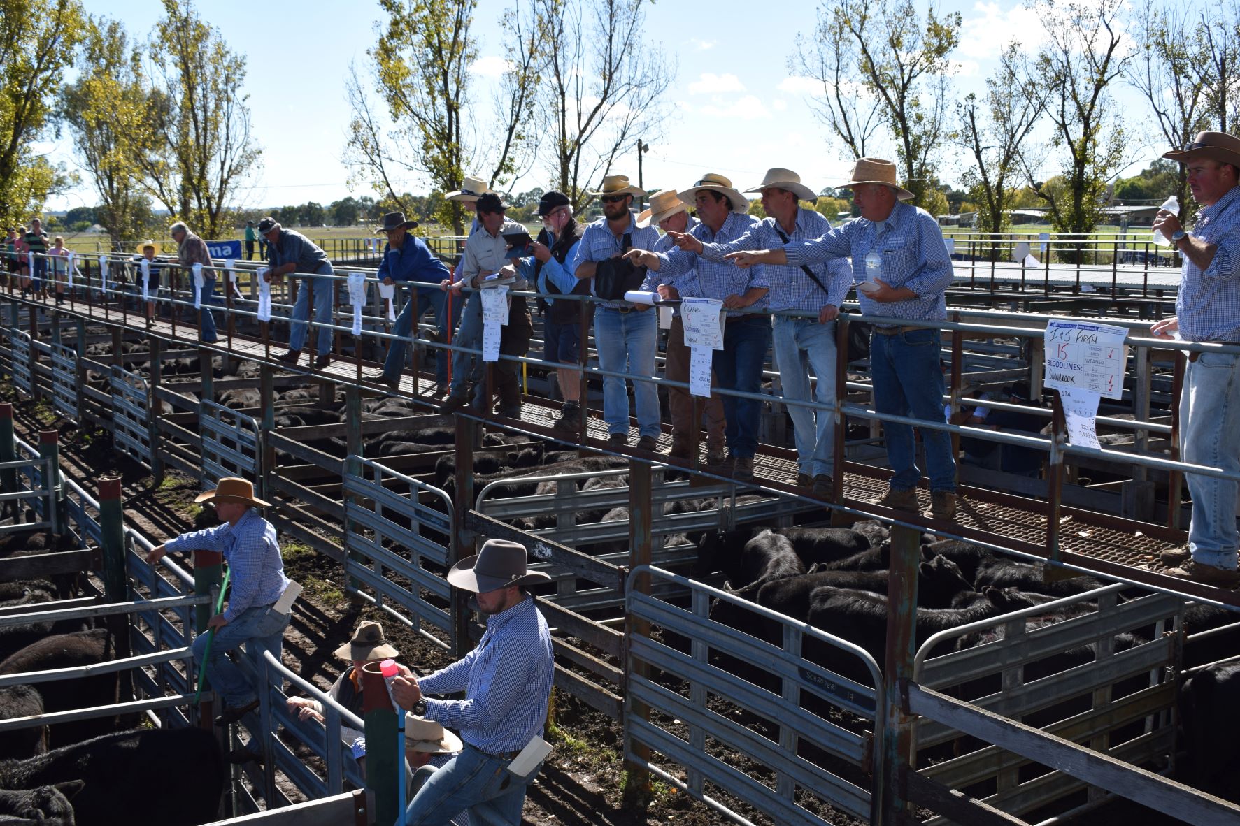 Glen Innes cattle sale for Northern Rivers farmers