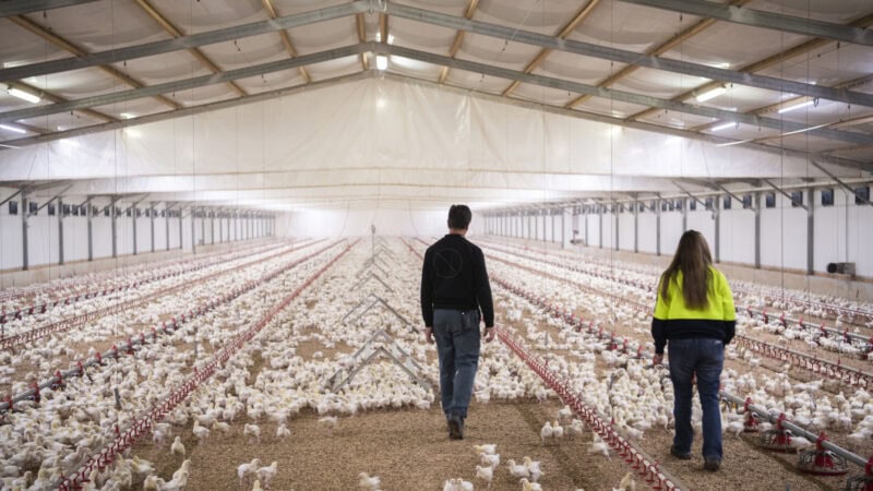 Fowl deal for chicken meat farmers