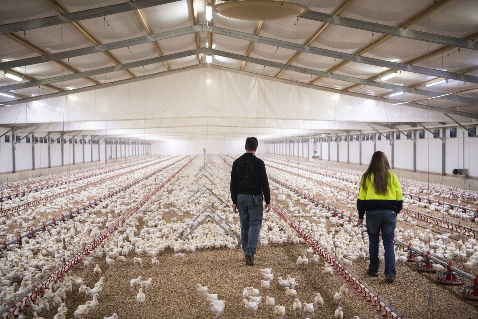 Fowl deal for chicken meat farmers