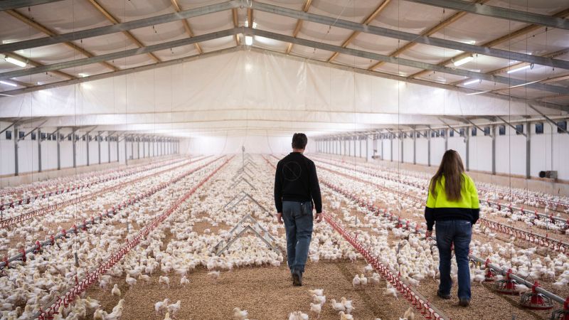 Fowl deal for chicken meat farmers