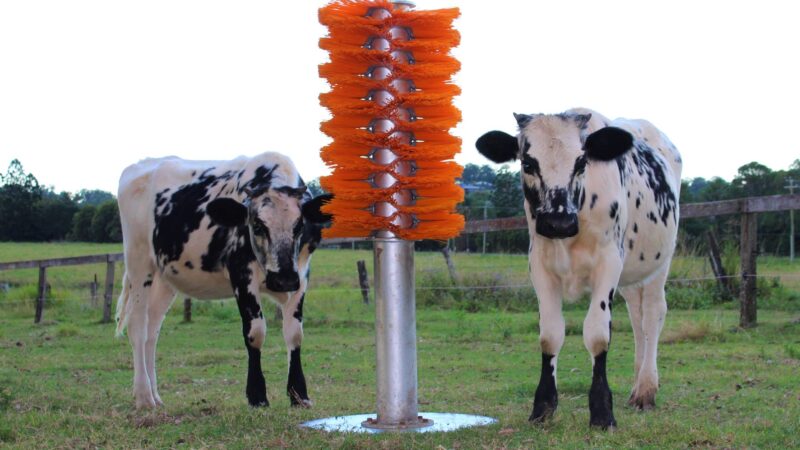 Totem Pole scratches livestock itch