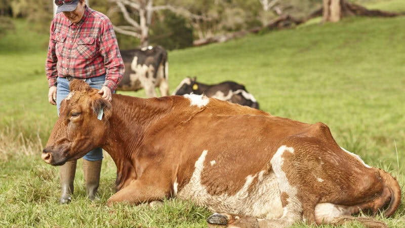 Shopping for the best farmgate milk price