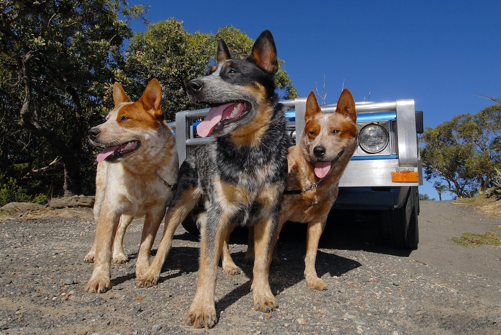 Working dogs – the farm’s best friend