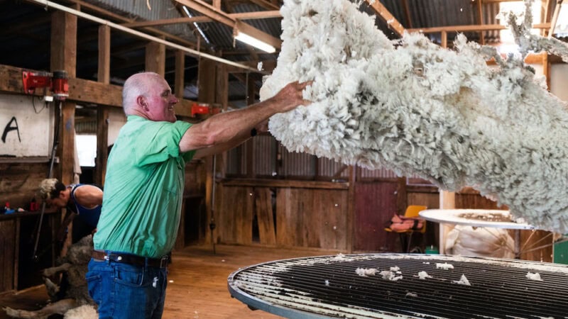 Sharing the joy of the mighty Merino