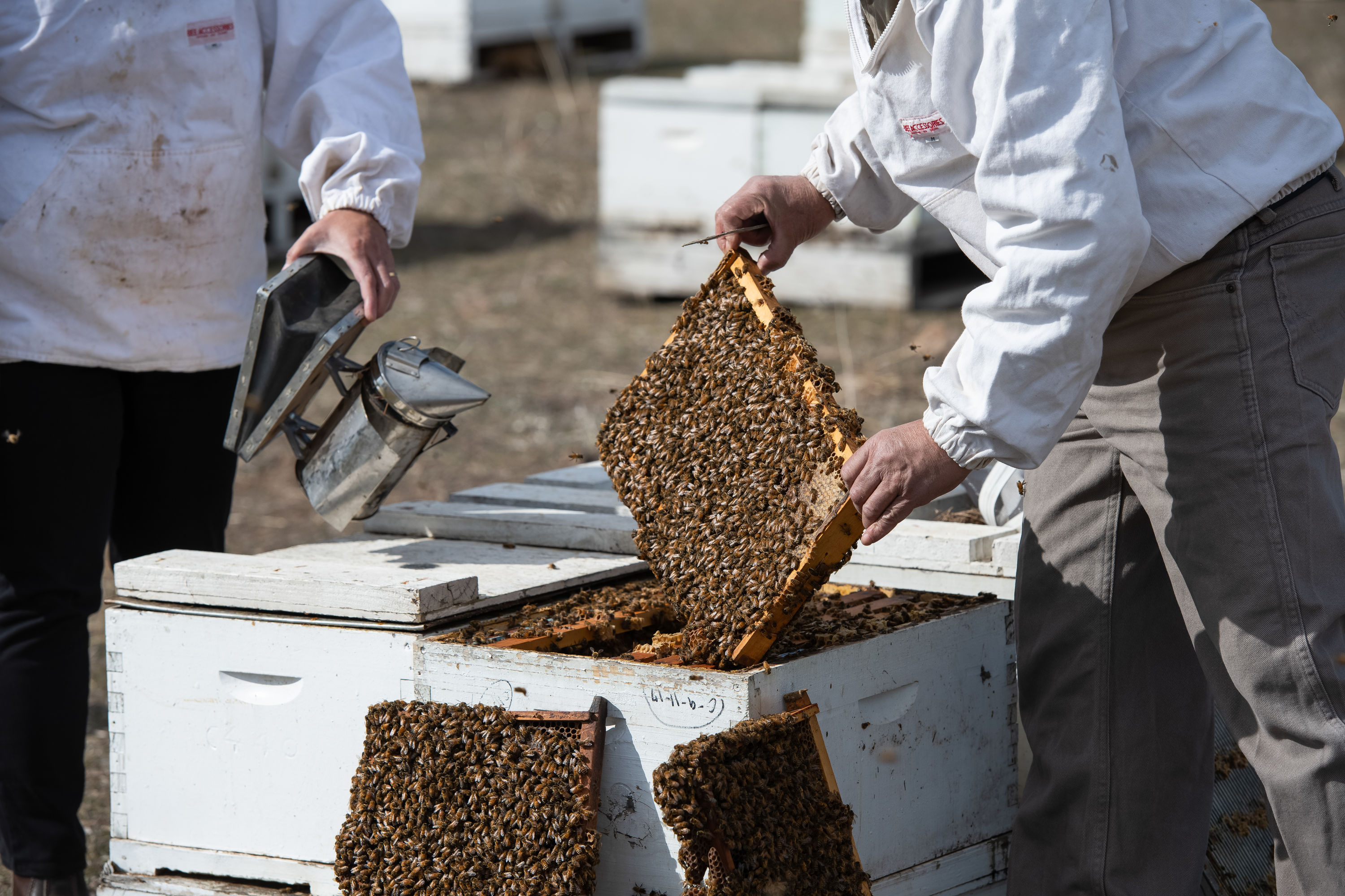 Honey bees in lockdown