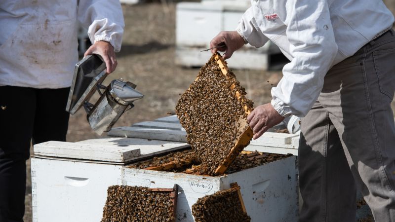 Honey bees in lockdown