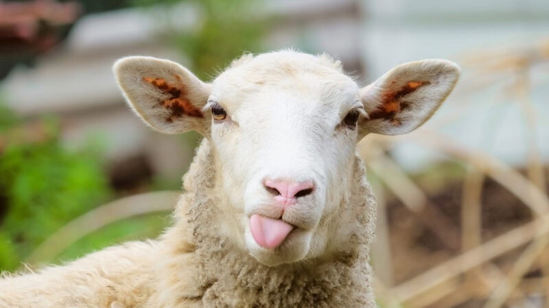 Kiwis tax sheep and cattle burps