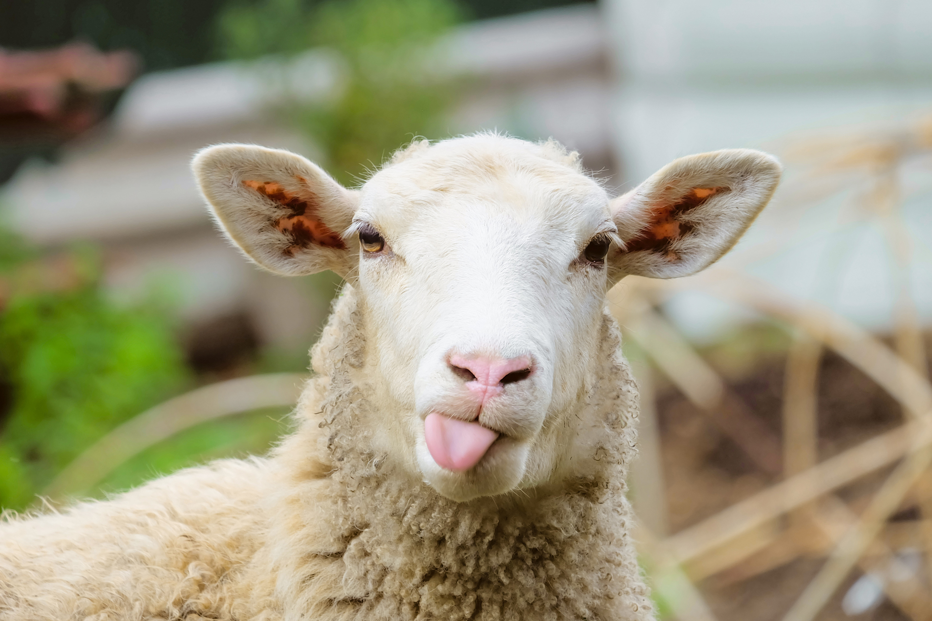 Kiwis tax sheep and cattle burps