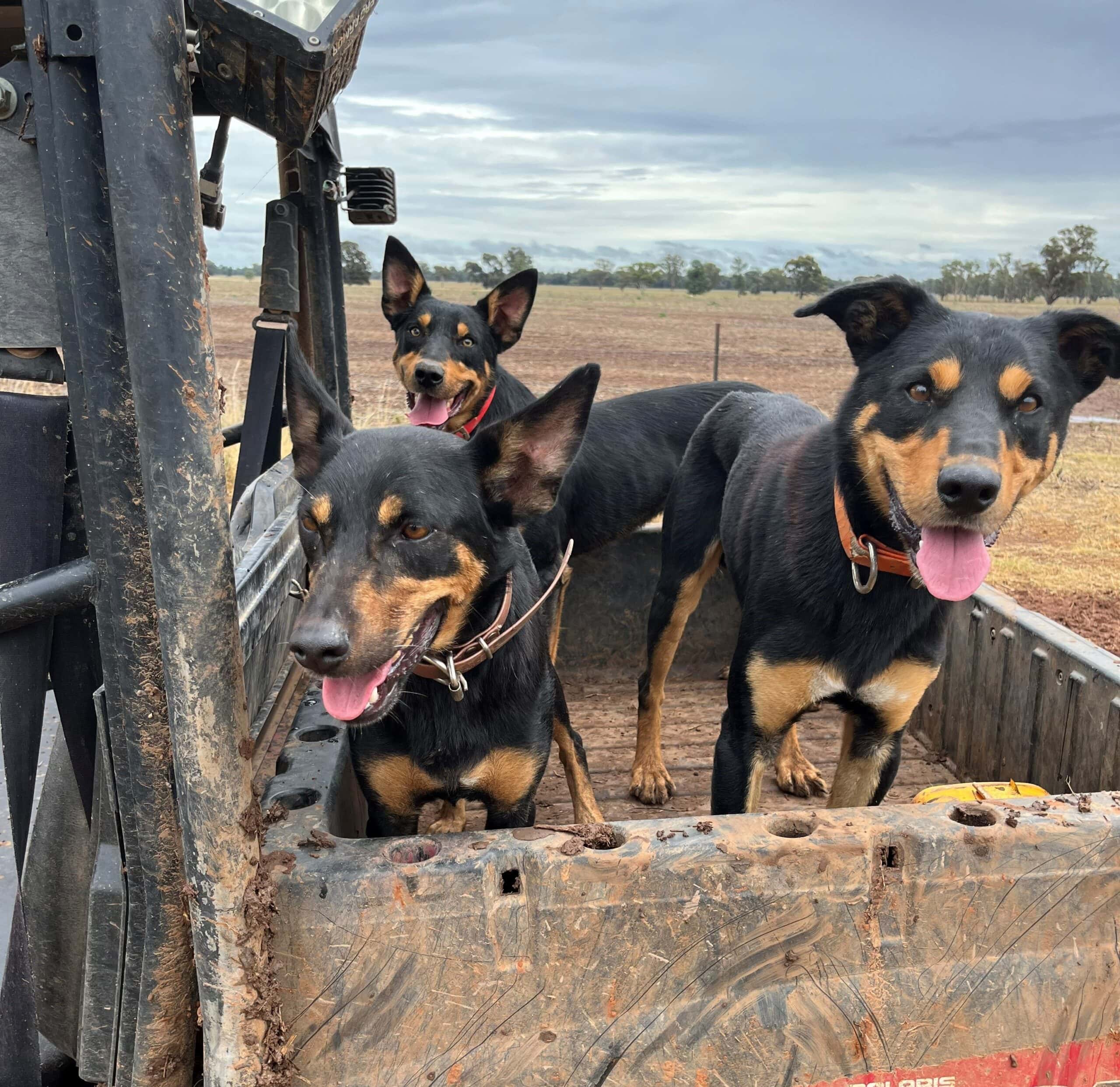 Cobber team challenge for farm dogs