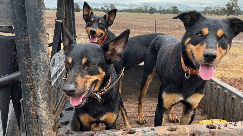 Cobber team challenge for farm dogs