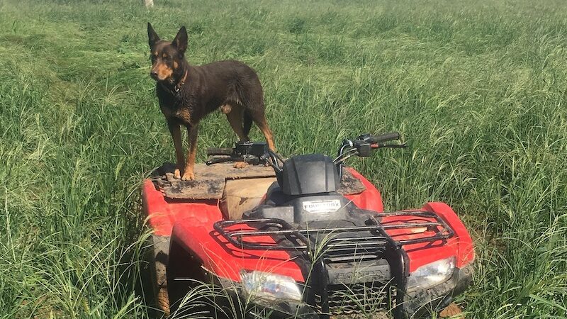 Farm dogs: Kenny from New England