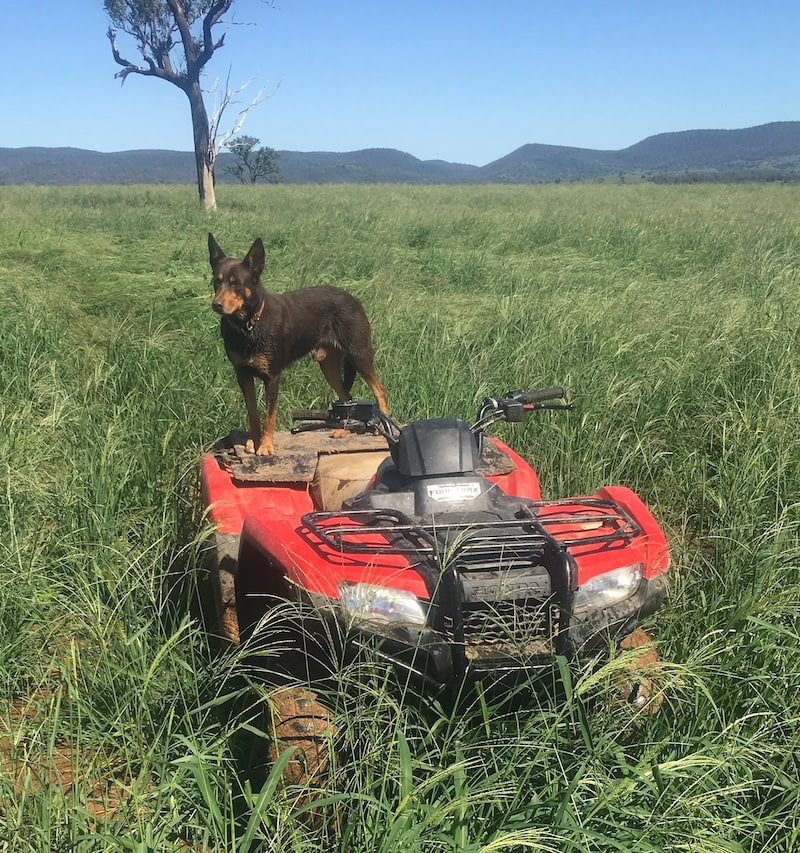 Farm dogs: Kenny from New England