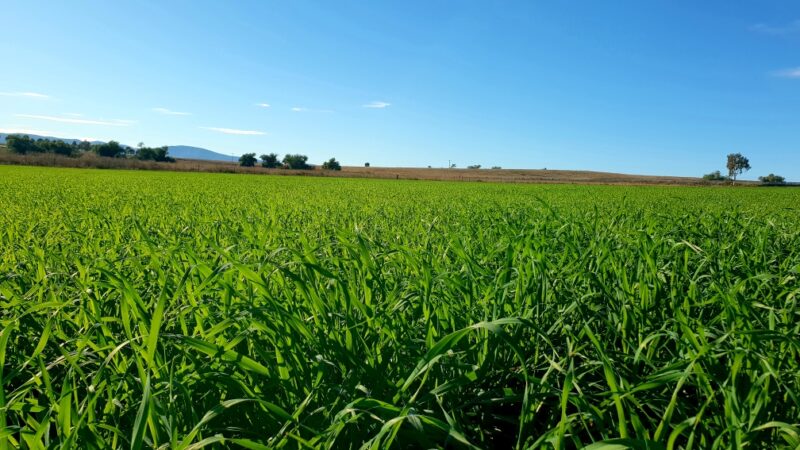 From sceptic to convert – Why this NSW farmer is switching to liquid fertiliser from granule urea