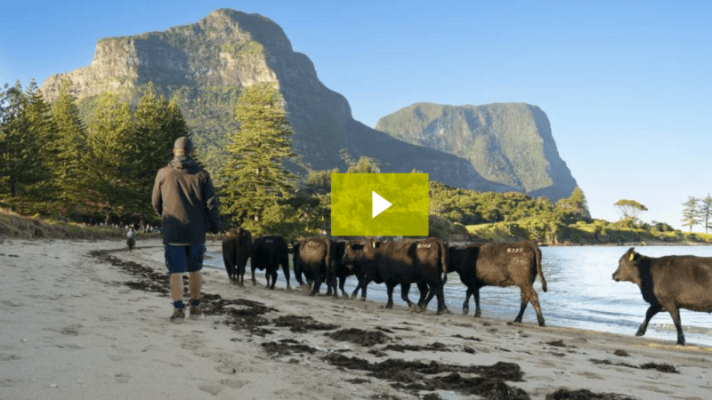 Beef cattle return to Lord Howe Island