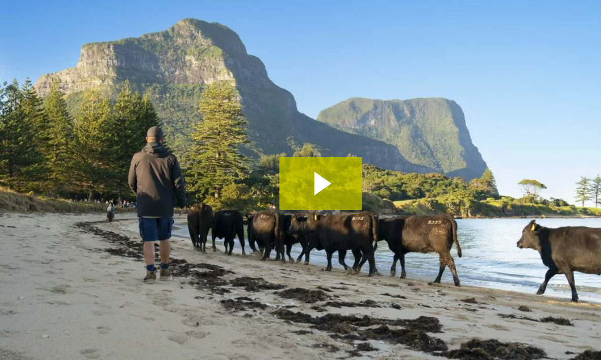 Beef cattle return to Lord Howe Island