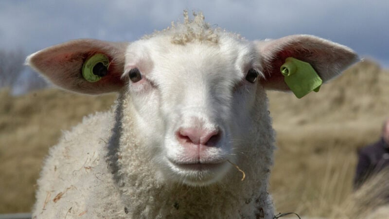 Support for individual sheep traceability