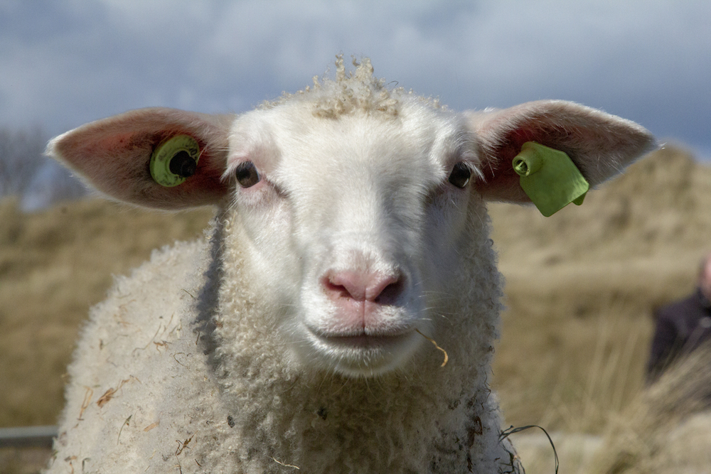 Support for individual sheep traceability