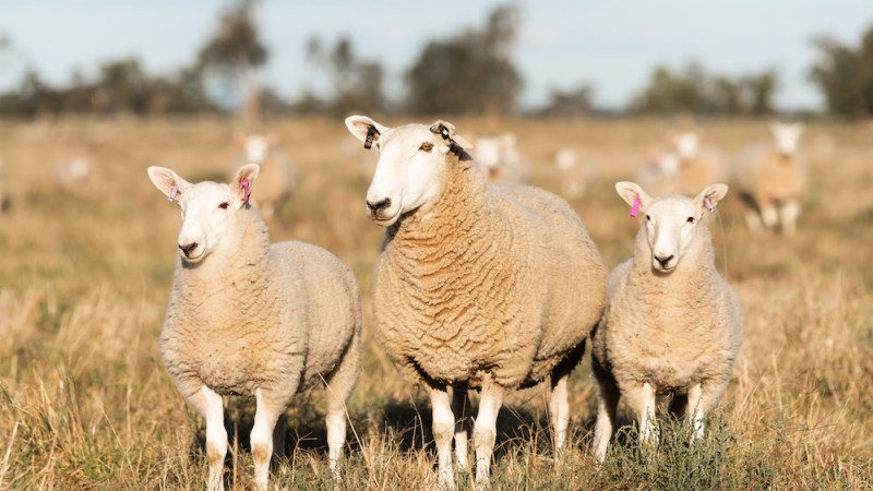 NSW Farmers: support for traceability is ‘conditional’