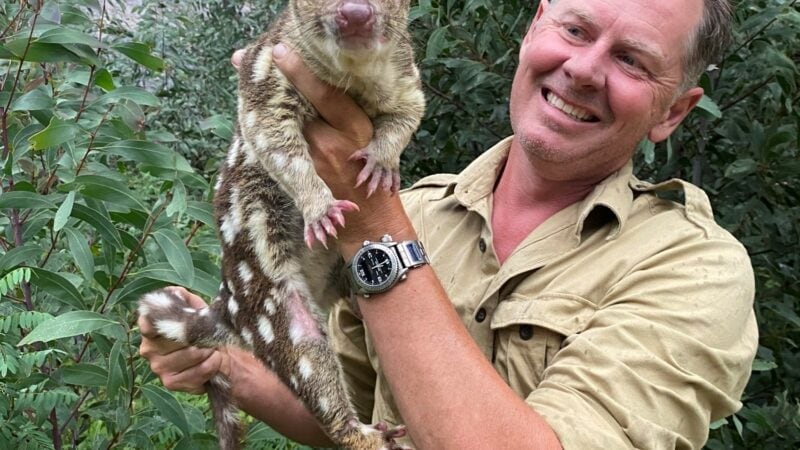 Wild dog fence saves endangered quolls