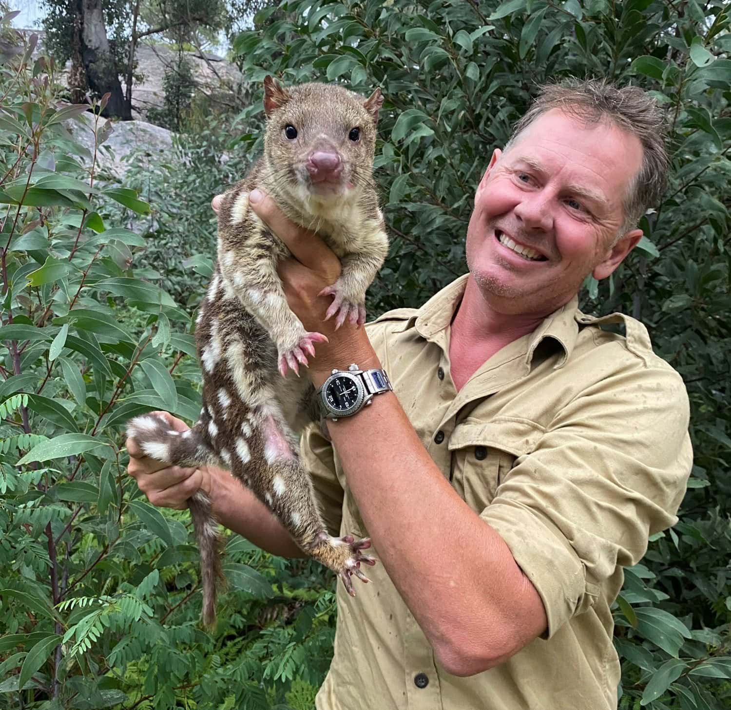 wild-dog-fence-helps-save-endangered-spotted-tailed-quolls