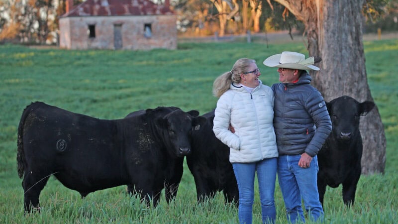 Circle8 bulls: 30 years of breeding angus