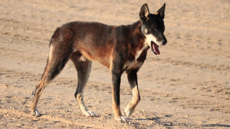 Aerial baiting tackles wild dogs in Western NSW