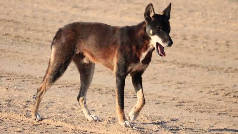 Aerial baiting tackles wild dogs in Western NSW