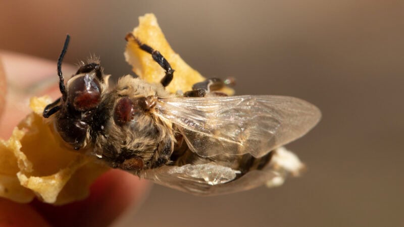 Can we save bees from Varroa mite?