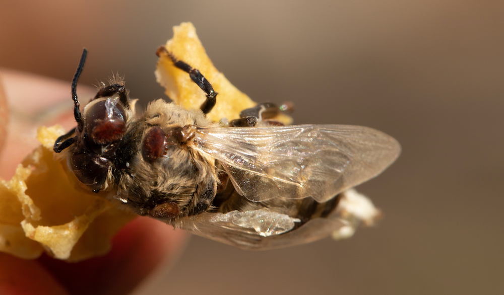 Can we save bees from Varroa mite?