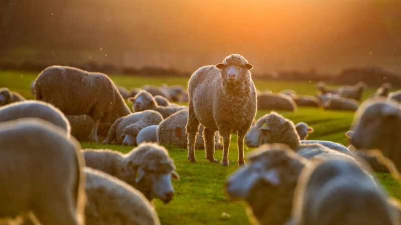 Rural Bank mid-year Australian agriculture outlook