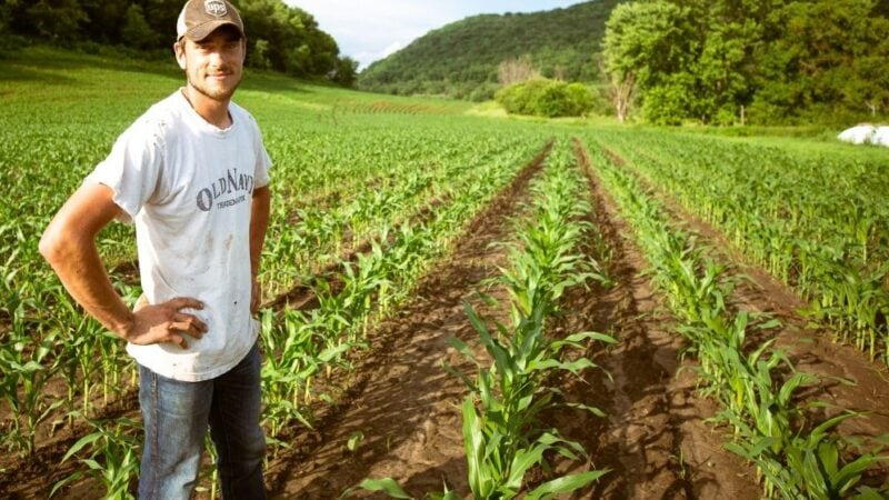 Free mental health support for NSW farming businesses