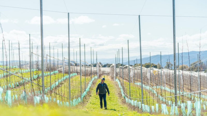 Behind the scenes in our apple industry