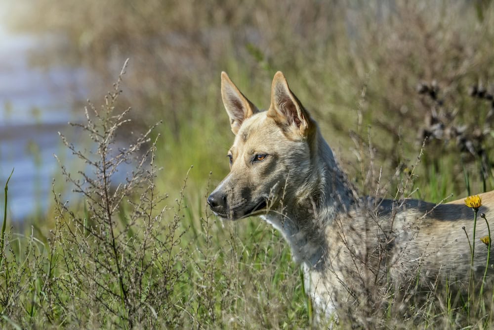 what is the biggest wild canine