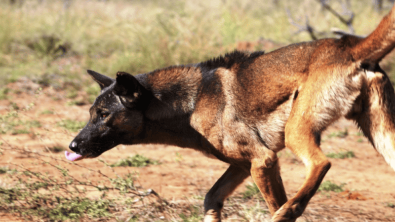 The wild dog debate continues