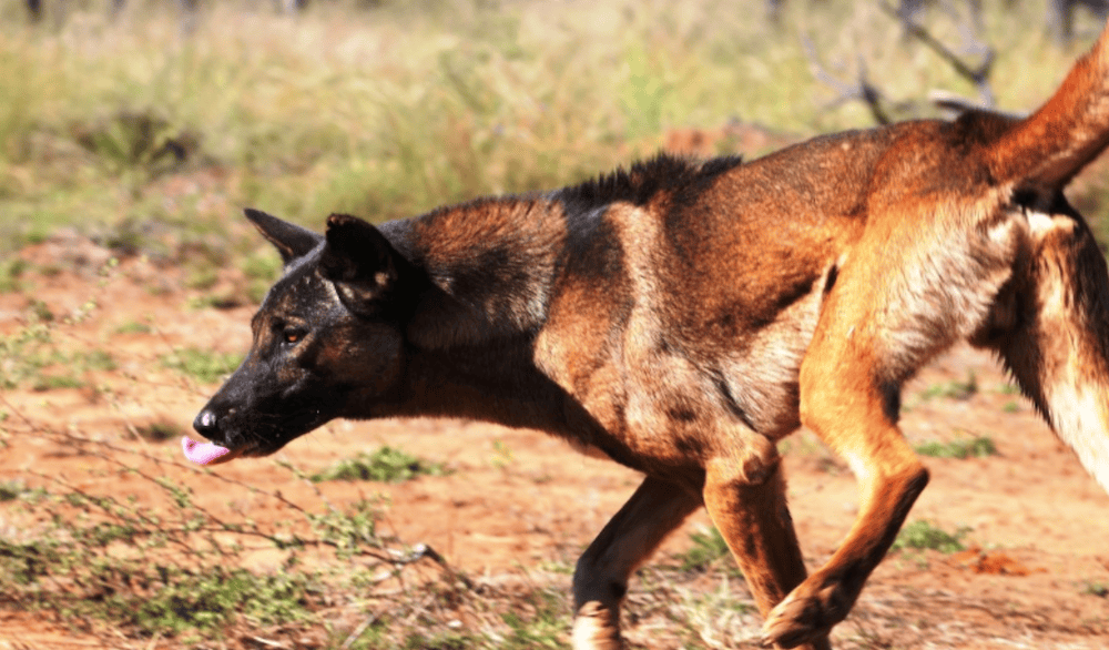 The wild dog debate continues