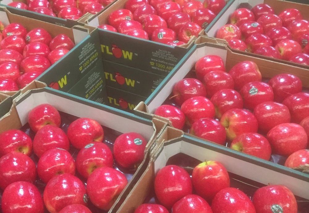 Apple season Australia: Growing and picking fresh apples