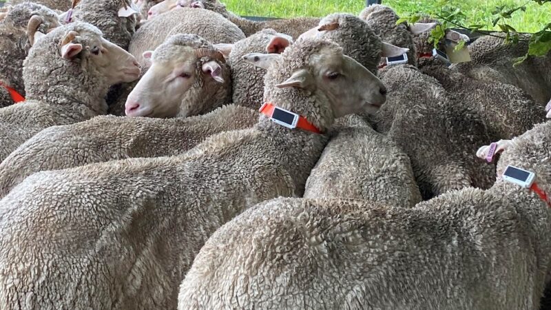 Sheep tags catch mock sheep rustlers