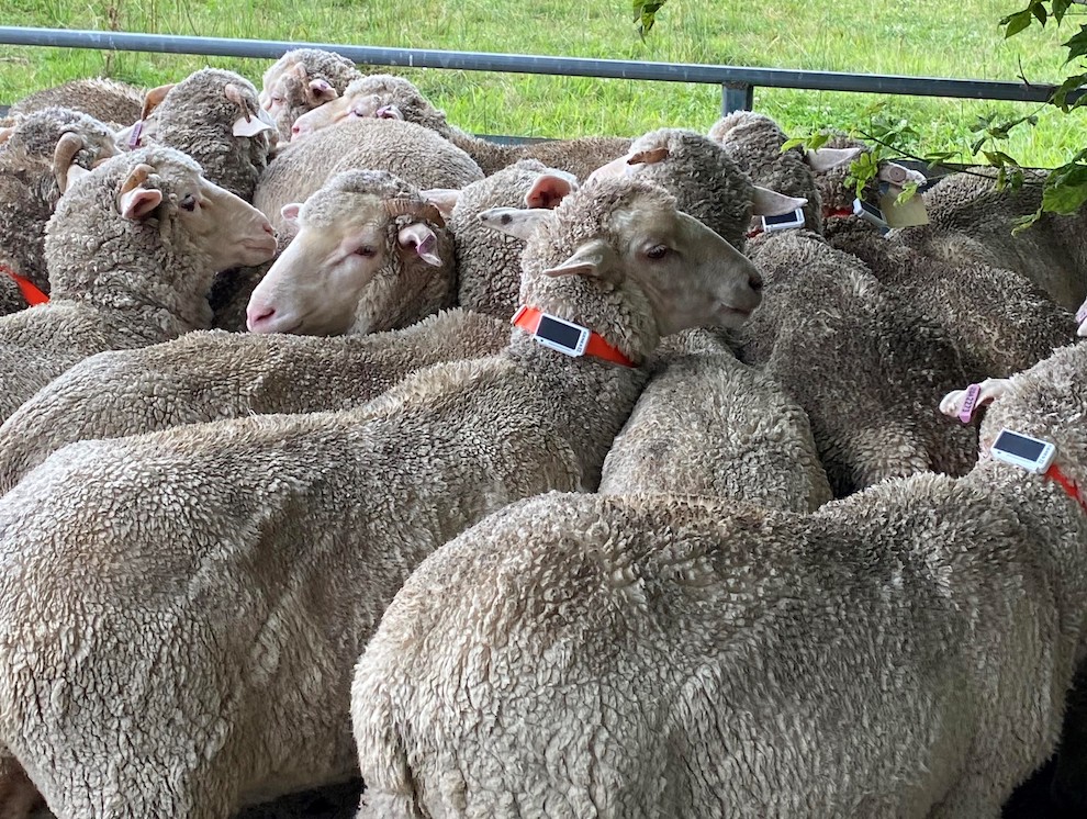 Sheep tags catch mock sheep rustlers