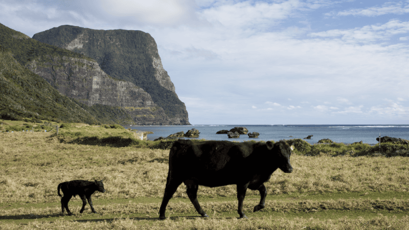 The farmers of Lord Howe Island