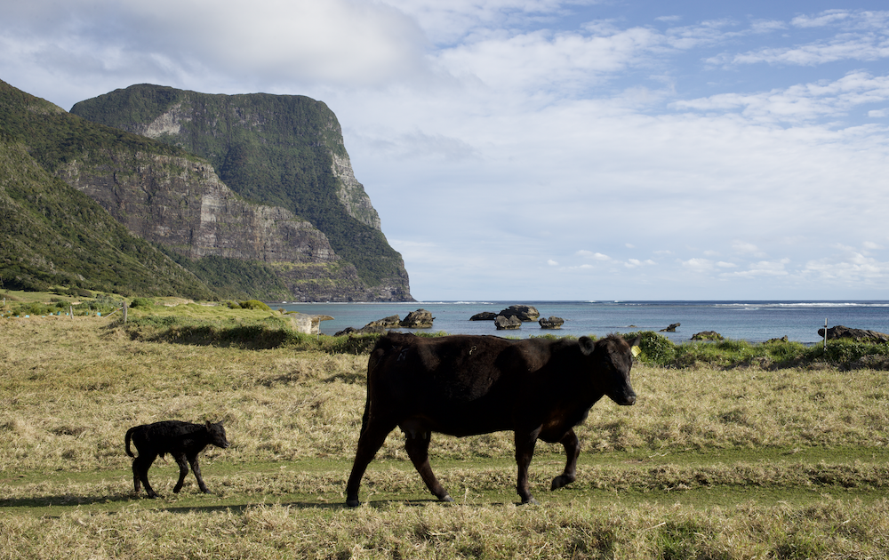 The farmers of Lord Howe Island